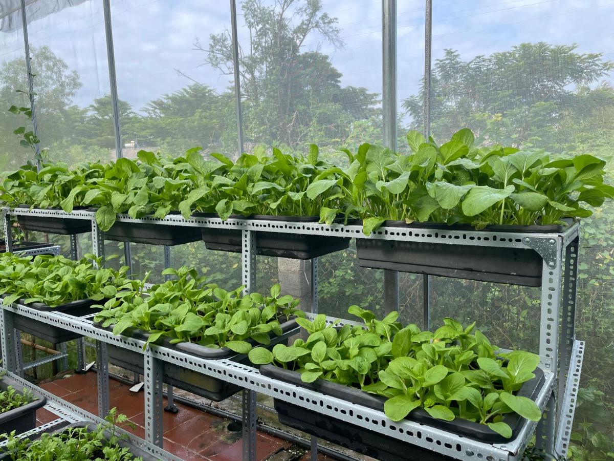 דירות Tropical Garden דואונג דונג מראה חיצוני תמונה