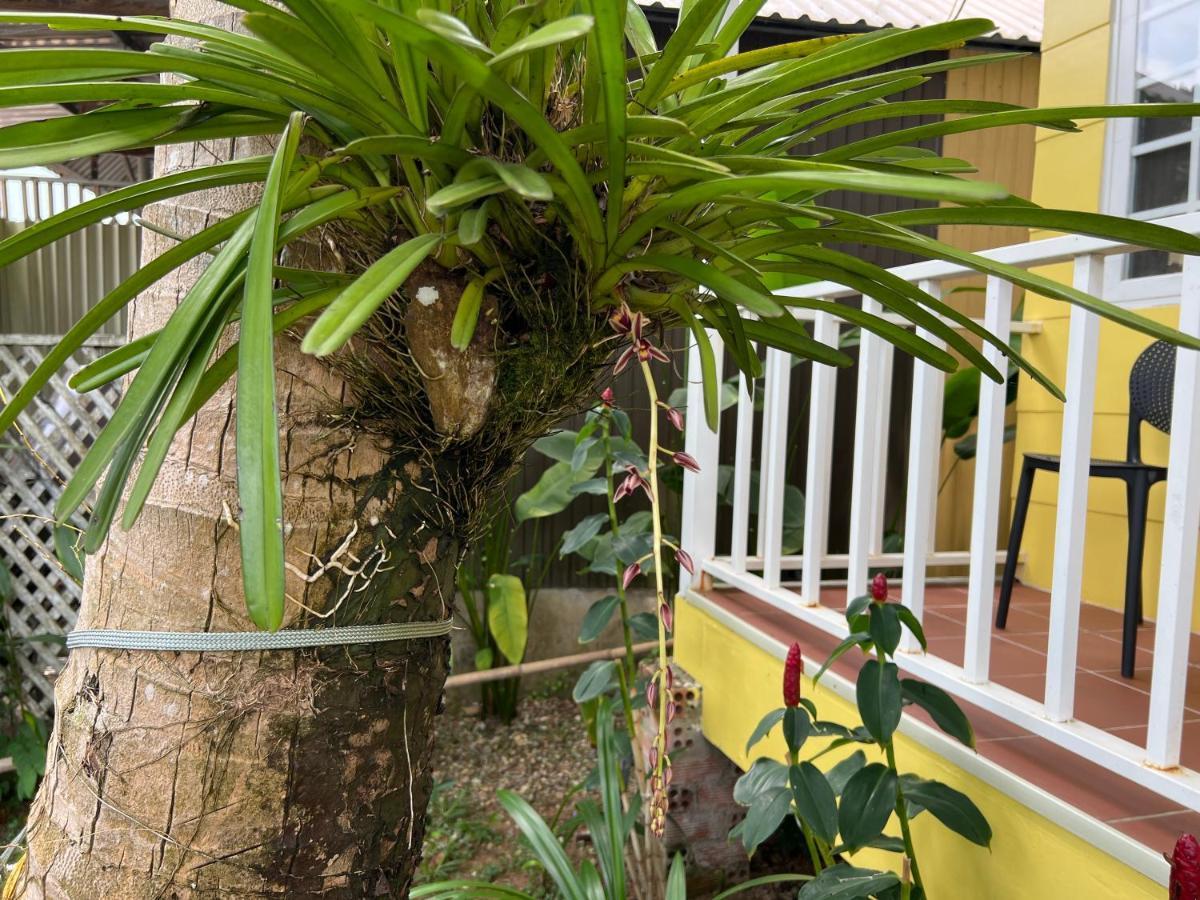 דירות Tropical Garden דואונג דונג מראה חיצוני תמונה