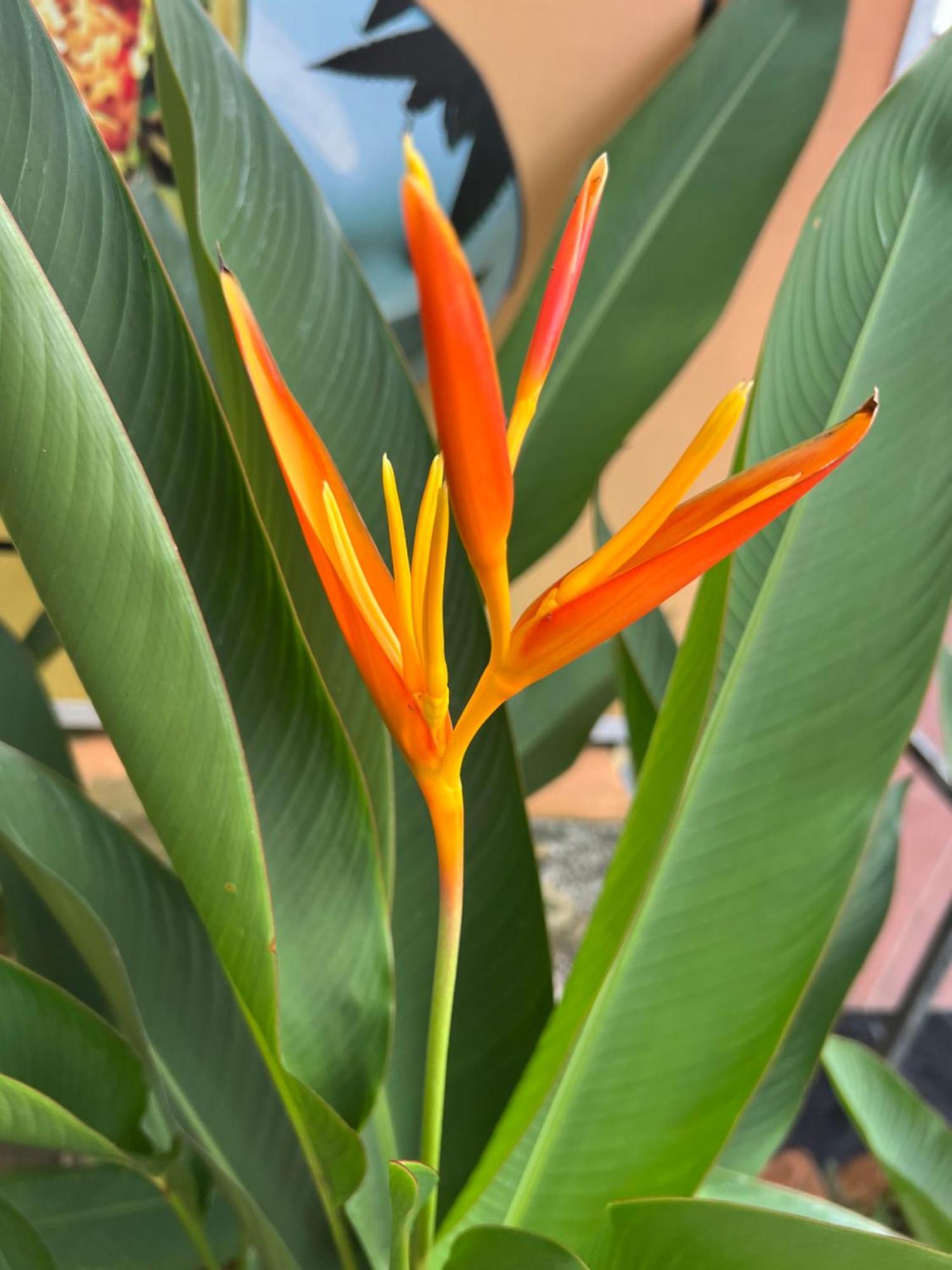 דירות Tropical Garden דואונג דונג מראה חיצוני תמונה
