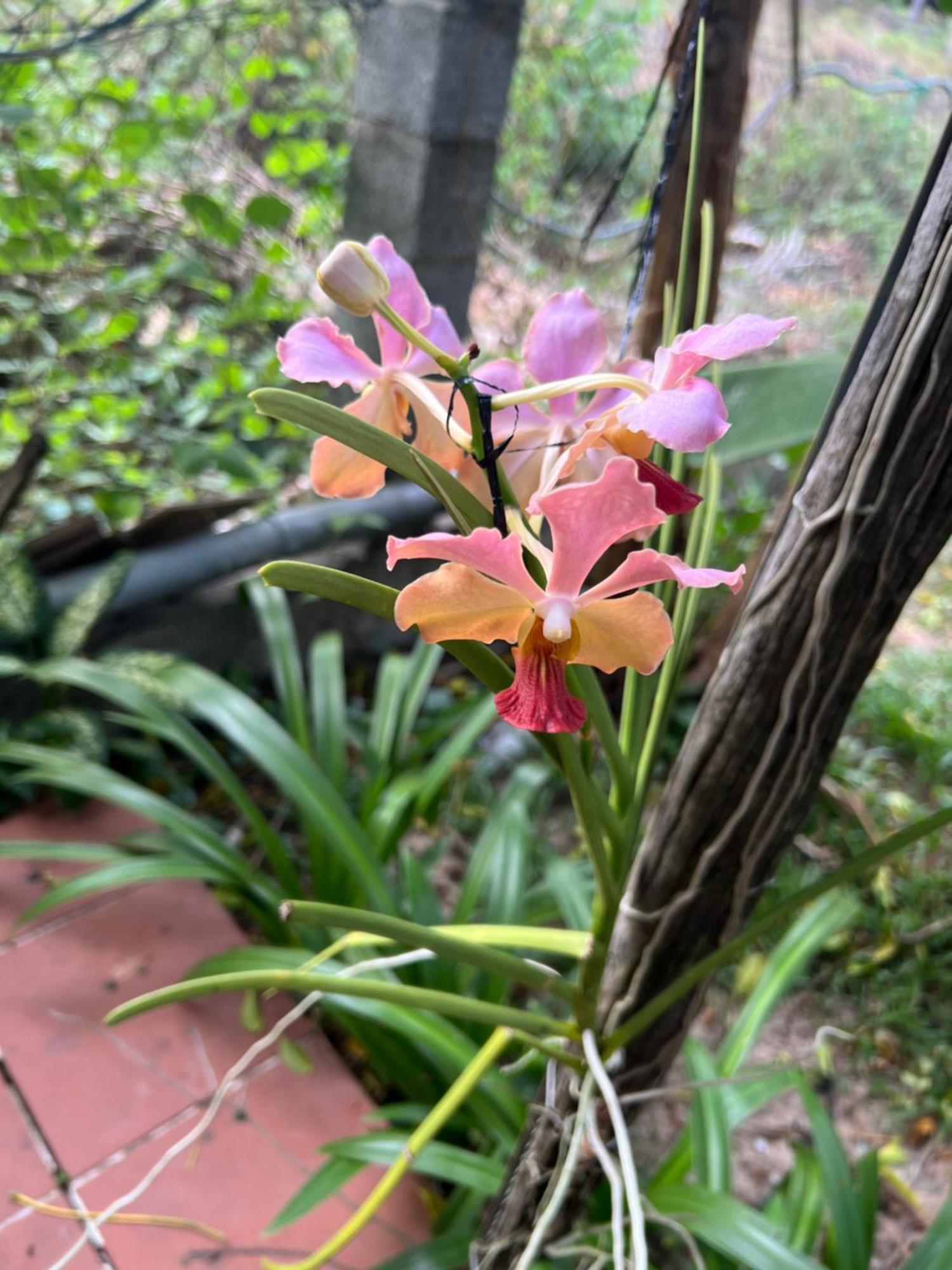 דירות Tropical Garden דואונג דונג מראה חיצוני תמונה